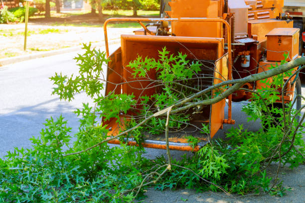 How Our Tree Care Process Works  in  Holland, TX